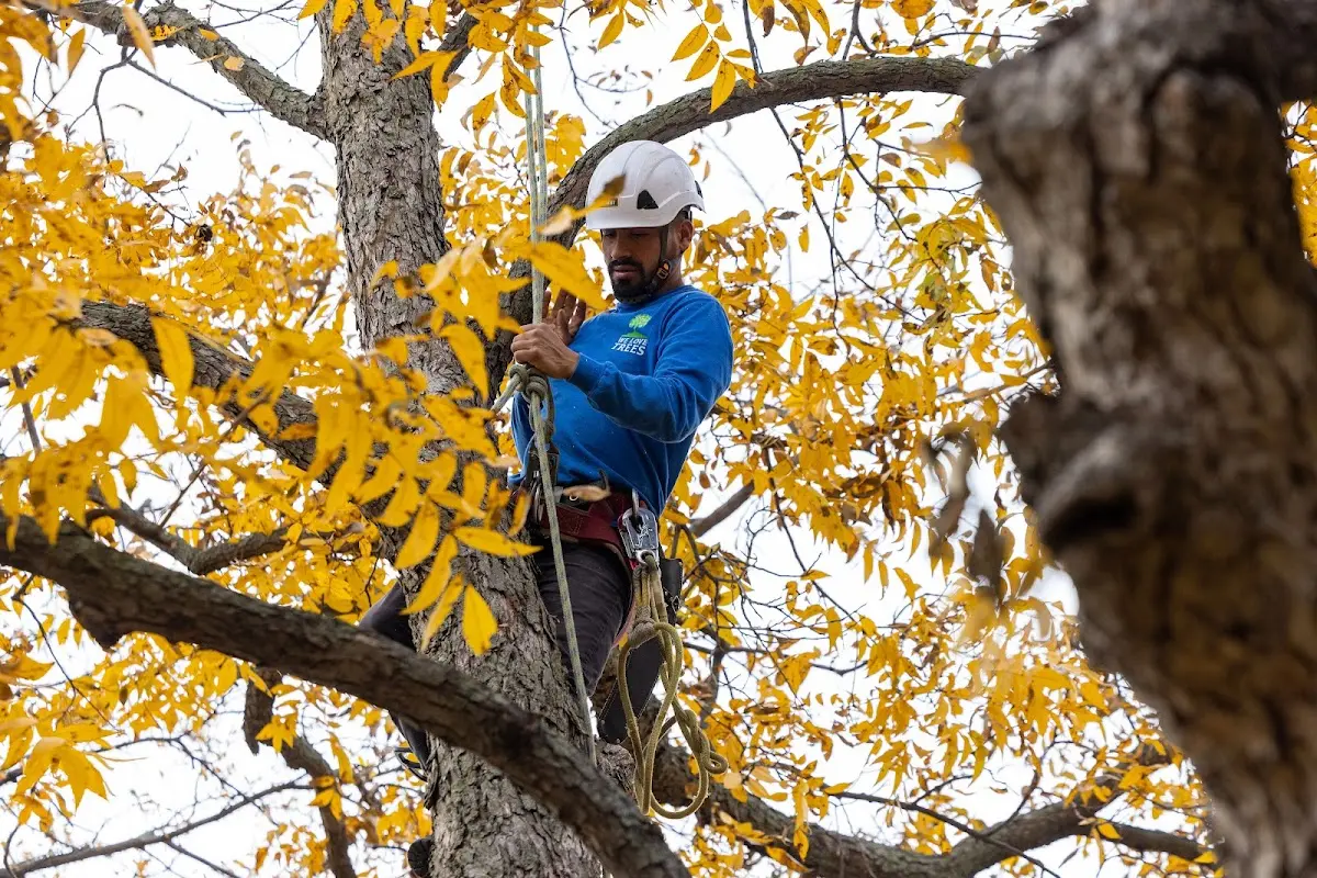 Skilled Tree Disease Treatment crew working in Vernon